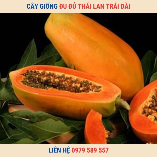Cây Giống Đu Đủ Lùn Thái Lan - Siêu Trái Trái Xanh Làm Nộm Trái Chín Ăn Ngọt