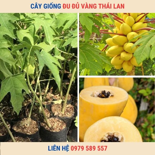 Giống Đu Đủ Vỏ Vàng -  Giống Mới Độc Lạ Dễ Trồng Chăm Sóc