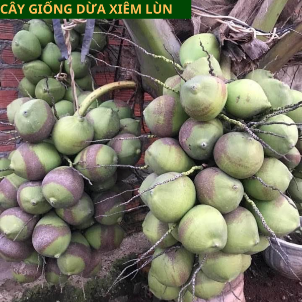Cây giống dừa xiêm  lùn, cây giống năng suất cao, dễ trồng, nhanh cho thu hoạch