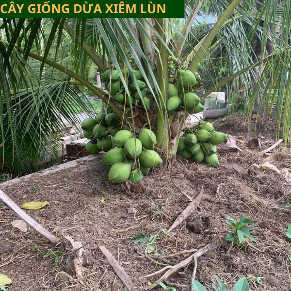 Cây giống dừa xiêm  lùn, cây giống năng suất cao, dễ trồng, nhanh cho thu hoạch