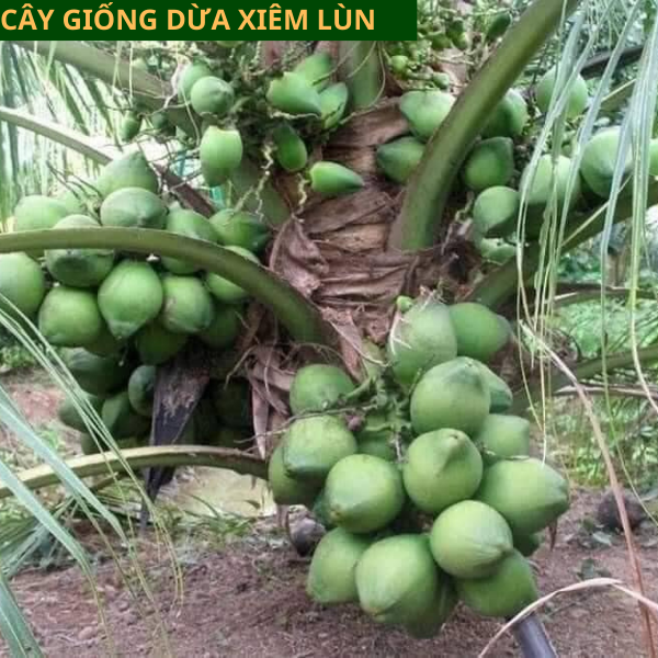 Cây giống dừa xiêm  lùn, cây giống năng suất cao, dễ trồng, nhanh cho thu hoạch