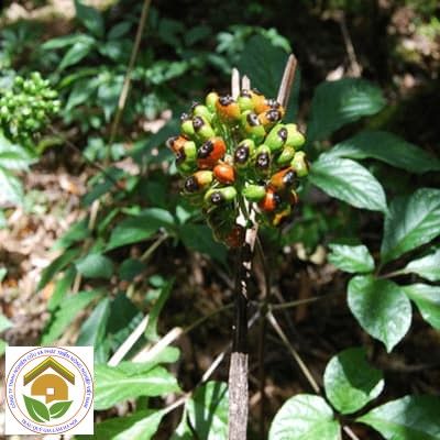 Trồng cây dược liệu, cơ hội thoát nghèo cho đồng bào Bana