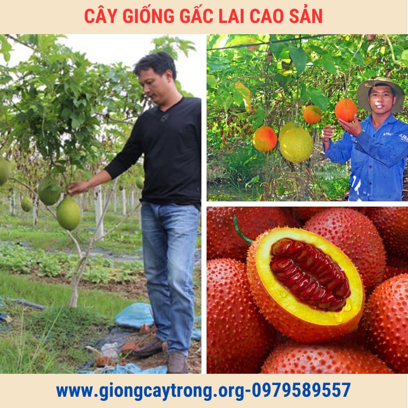 Cây Gấc Giống Lai Cao Sản Chuẩn Có Bảo Hành - Vườn Ươm Nông Nghiệp Việt