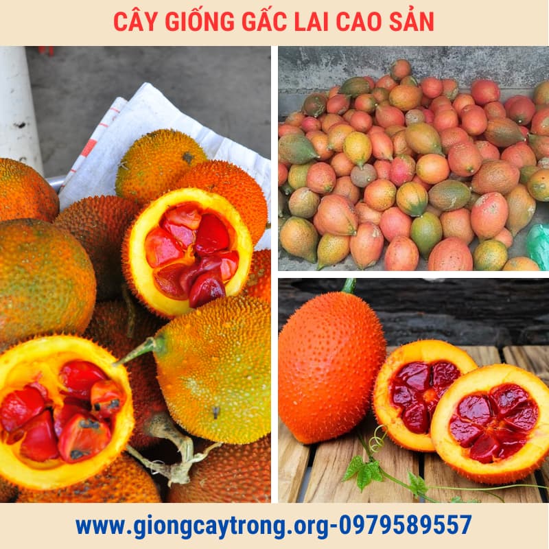 Cây Gấc Giống Lai Cao Sản Chuẩn Có Bảo Hành - Vườn Ươm Nông Nghiệp Việt