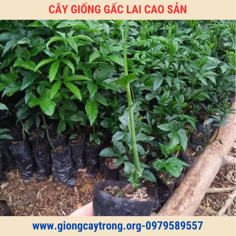 cây giống gấc lai cao sản (3)
