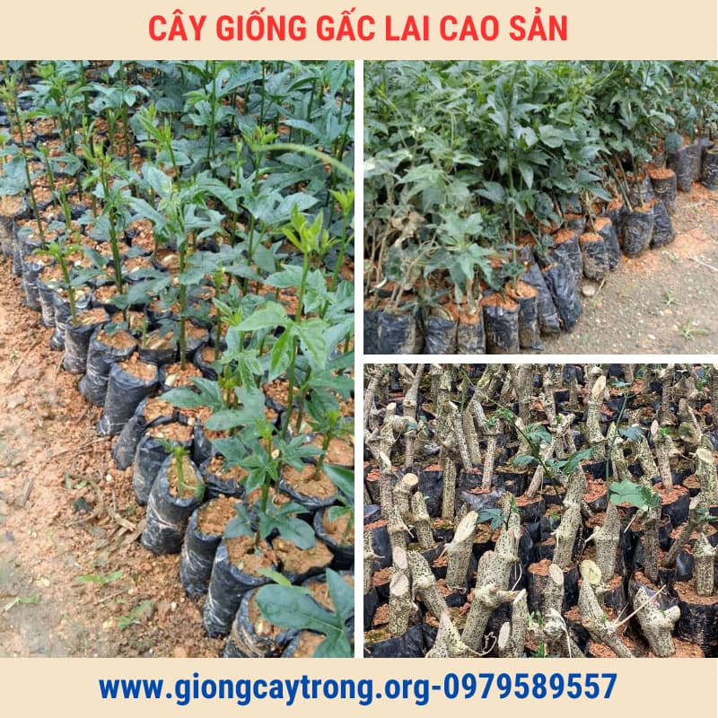 Cây Gấc Giống Lai Cao Sản Chuẩn Có Bảo Hành - Vườn Ươm Nông Nghiệp Việt