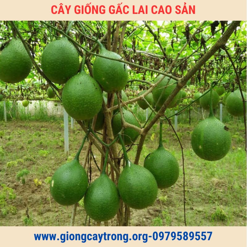 Cây Gấc Giống Lai Cao Sản Chuẩn Có Bảo Hành - Vườn Ươm Nông Nghiệp Việt