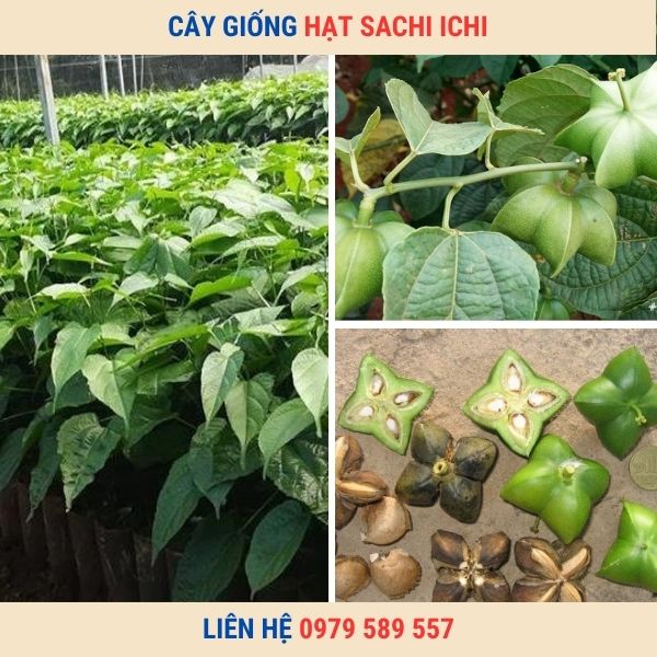 Cây Giống Sa Chi- Hướng dẫn trồng và chăm sóc