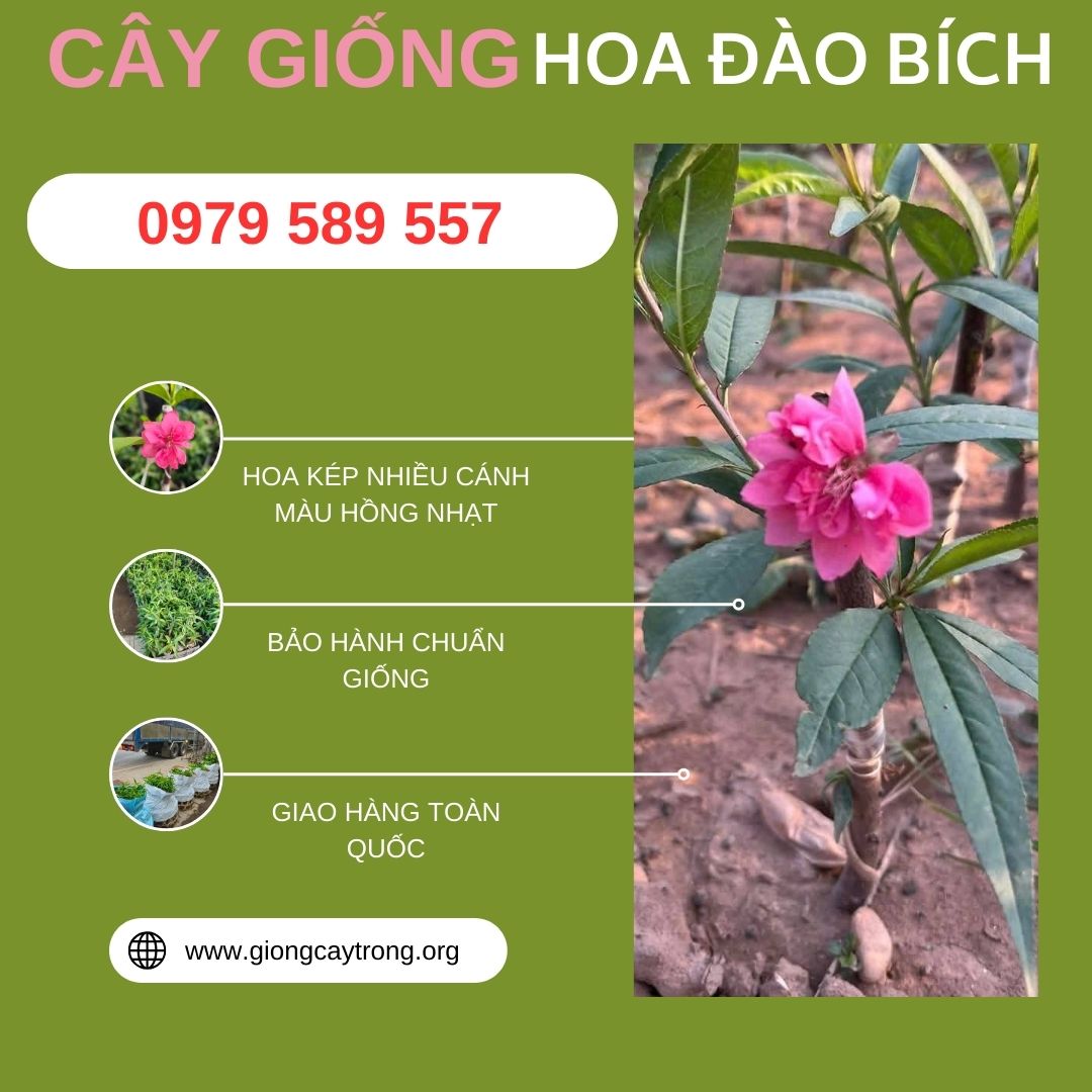 Cây Giống Hoa Đào Bích Chuẩn Học Viện Nông Nghiệp