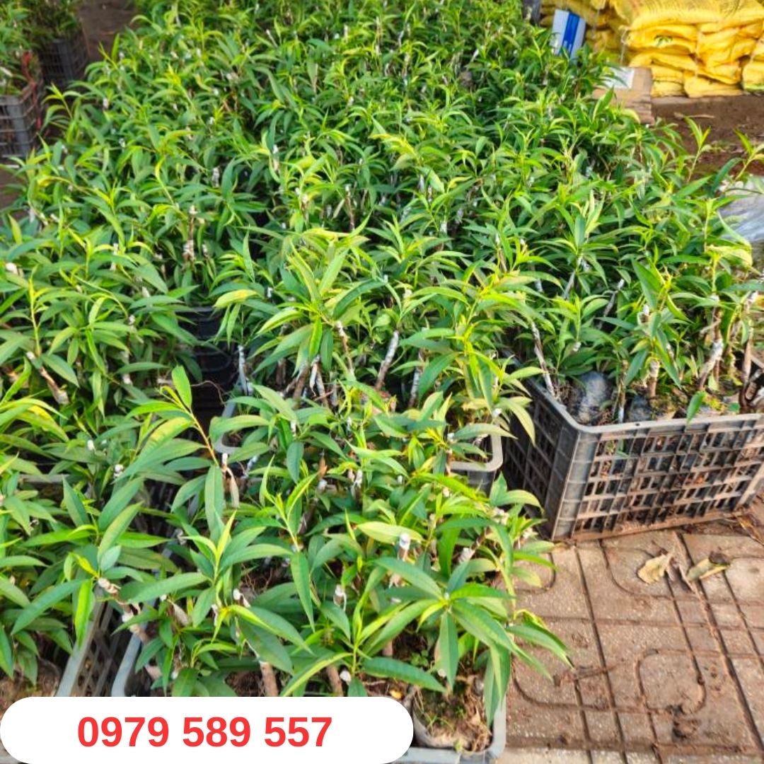 Cây Giống Hoa Đào Bích Chuẩn Học Viện Nông Nghiệp