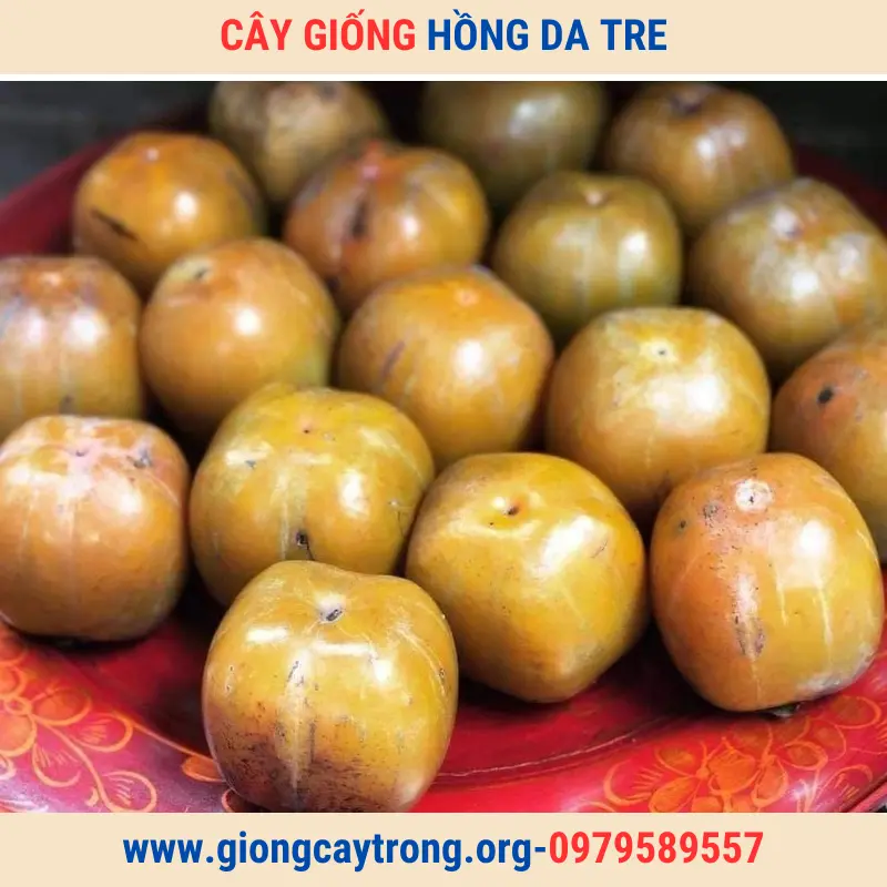 Cây Giống Hồng Da Tre Thái Nguyên Giống Chuẩn Có Bảo Hành