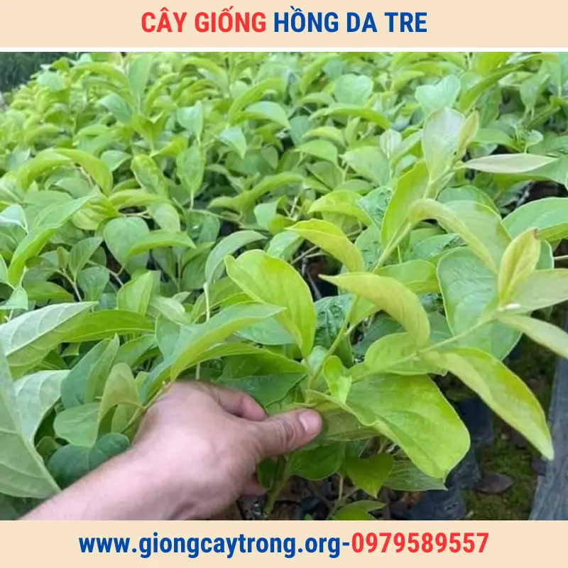 cây giống hồng da tre giongcaytrong org (10)