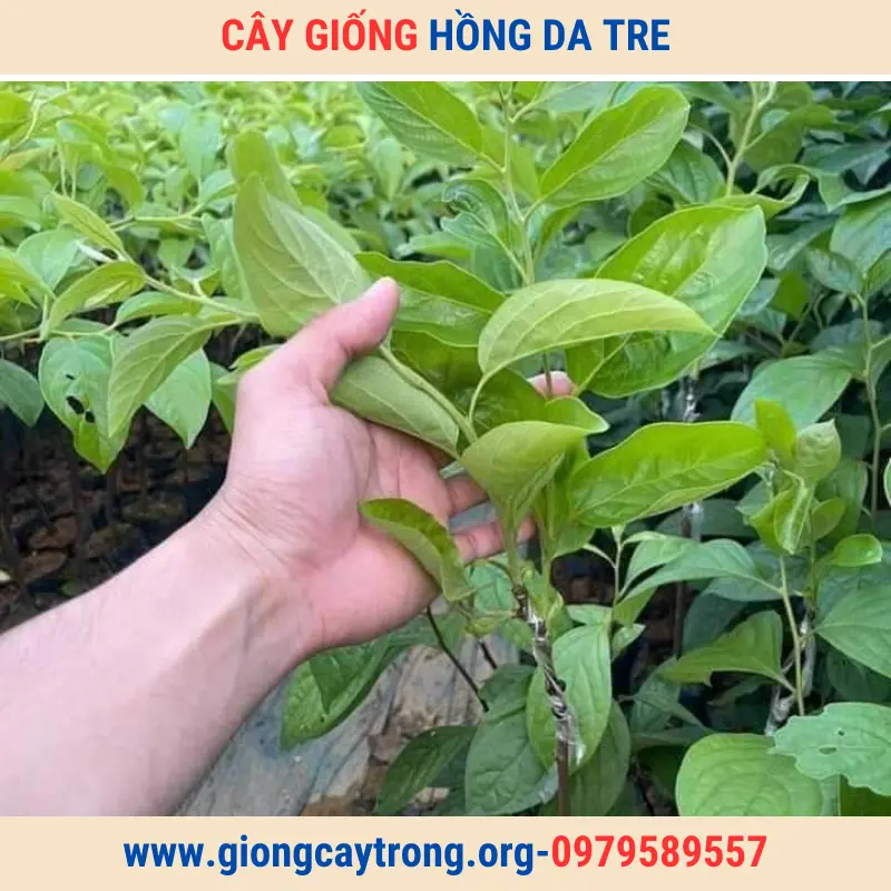 Cây Giống Hồng Da Tre Thái Nguyên Giống Chuẩn Có Bảo Hành