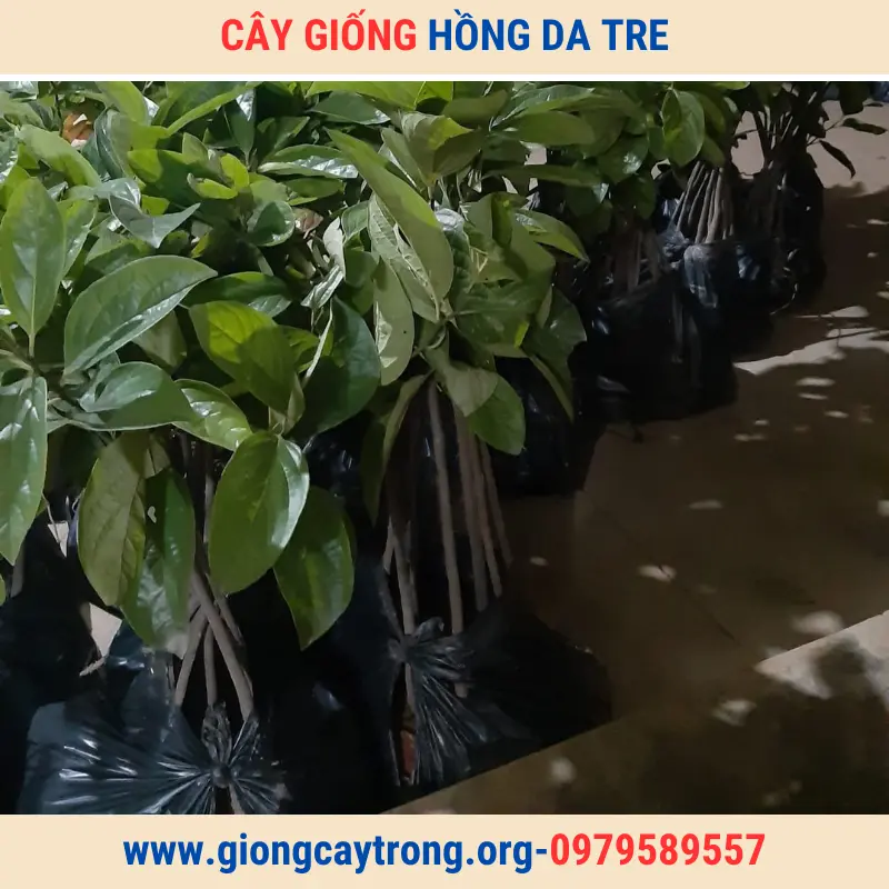 Cây Giống Hồng Da Tre Thái Nguyên Giống Chuẩn Có Bảo Hành