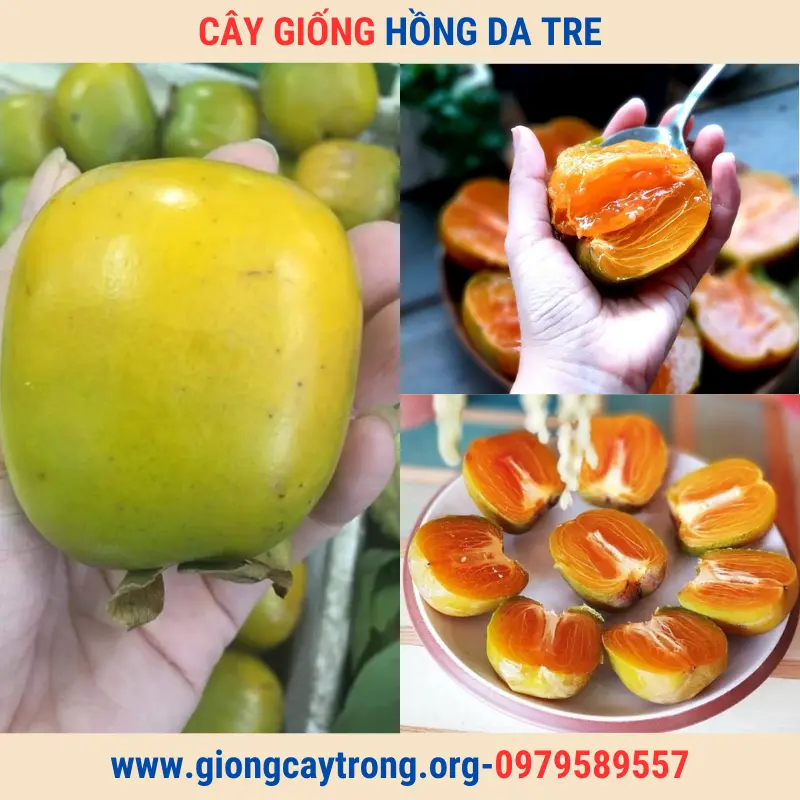 Cây Giống Hồng Da Tre Thái Nguyên Giống Chuẩn Có Bảo Hành