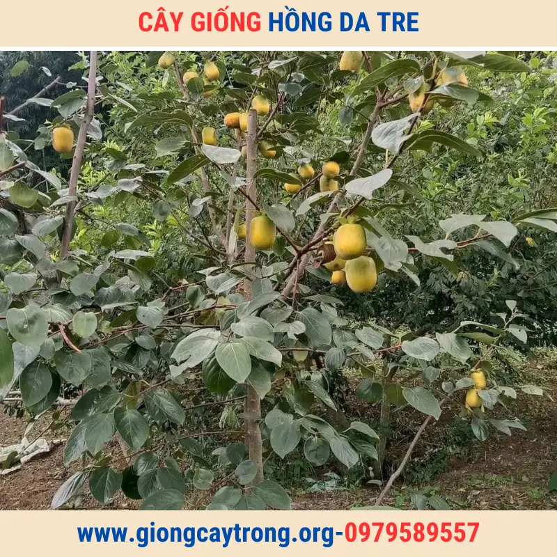 Cây Giống Hồng Da Tre Thái Nguyên Giống Chuẩn Có Bảo Hành