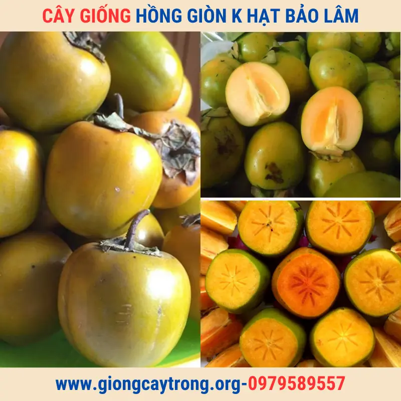 Cây Giống Hồng Không Hạt Bảo Lâm-Giống Chuẩn-Có Bảo Hành-Liên Hệ 0979589557