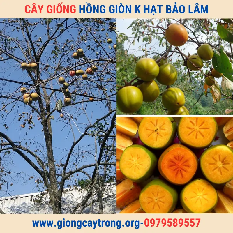 Cây Giống Hồng Không Hạt Bảo Lâm-Giống Chuẩn-Có Bảo Hành-Liên Hệ 0979589557