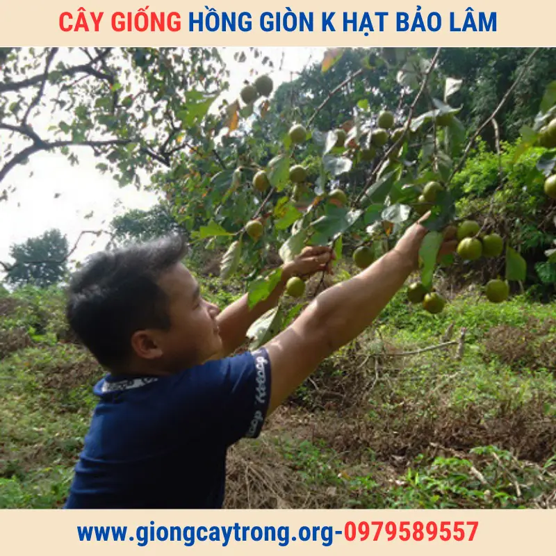 Cây Giống Hồng Không Hạt Bảo Lâm-Giống Chuẩn-Có Bảo Hành-Liên Hệ 0979589557