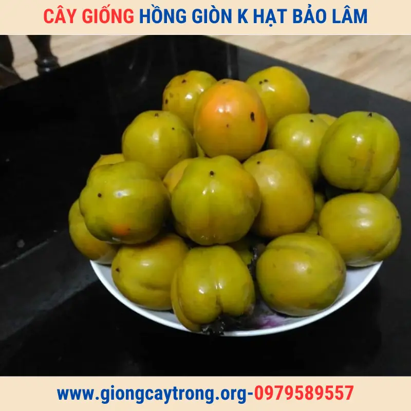 Cây Giống Hồng Không Hạt Bảo Lâm-Giống Chuẩn-Có Bảo Hành-Liên Hệ 0979589557