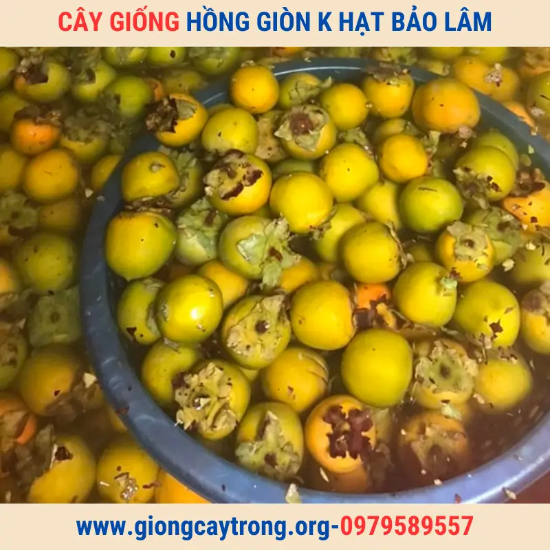 Cây Giống Hồng Không Hạt Bảo Lâm-Giống Chuẩn-Có Bảo Hành-Liên Hệ 0979589557