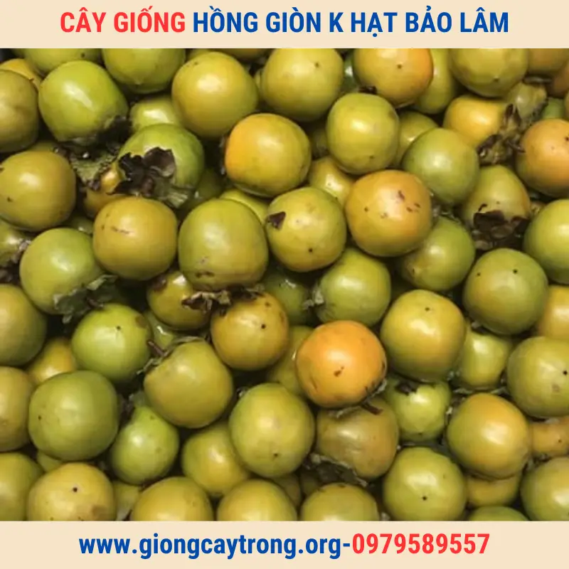 Cây Giống Hồng Không Hạt Bảo Lâm-Giống Chuẩn-Có Bảo Hành-Liên Hệ 0979589557