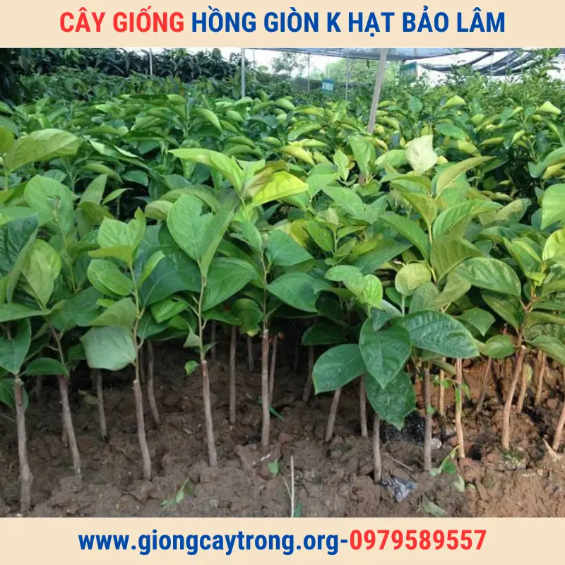 Cây Giống Hồng Không Hạt Bảo Lâm-Giống Chuẩn-Có Bảo Hành-Liên Hệ 0979589557