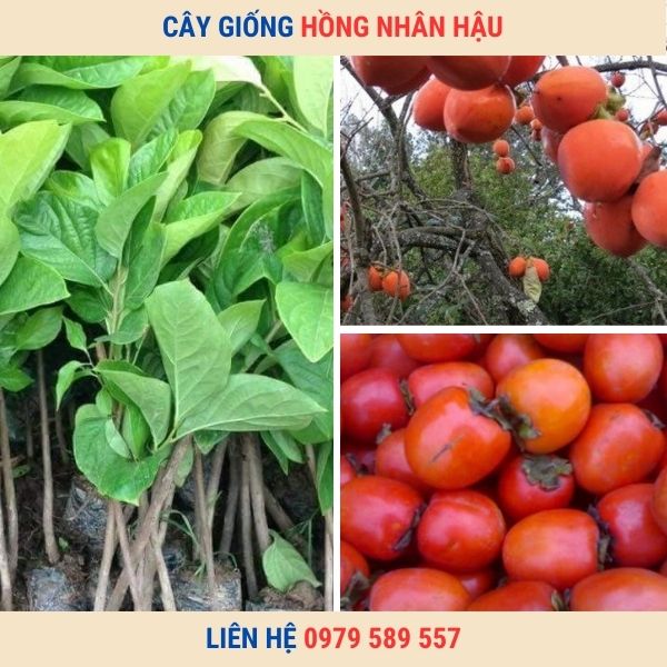 Cây giống hồng Nhân Hậu - giống hồng quả đỏ chín vào dịp tết