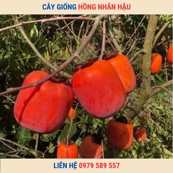 Cây giống hồng Nhân Hậu - giống hồng quả đỏ chín vào dịp tết