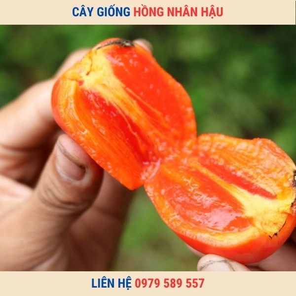 Cây giống hồng Nhân Hậu - giống hồng quả đỏ chín vào dịp tết