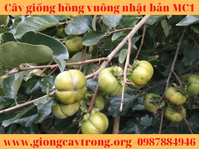Cây giống hồng vuông Nhật Bản Fuyu Mộc Châu MC1