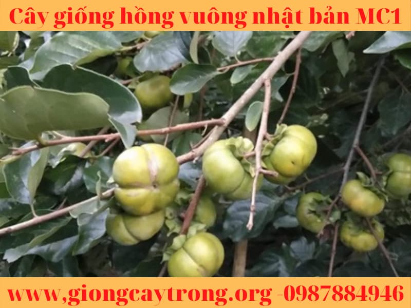 Cây giống hồng vuông Nhật Bản Fuyu Mộc Châu MC1 Liên hệ:0987884946