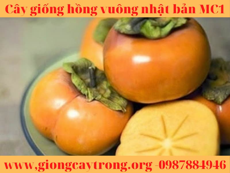 Cây giống hồng vuông Nhật Bản Fuyu Mộc Châu MC1 Liên hệ:0987884946