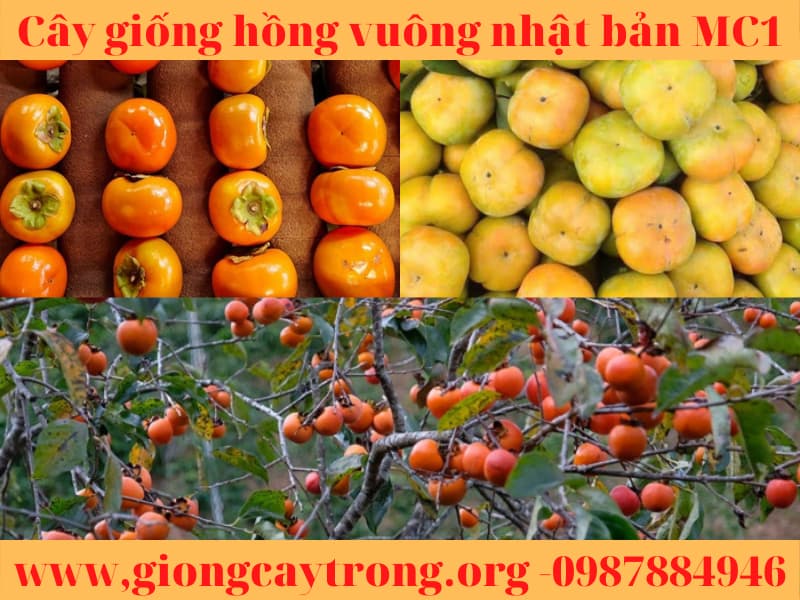 Cây giống hồng vuông Nhật Bản Fuyu Mộc Châu MC1 Liên hệ:0987884946