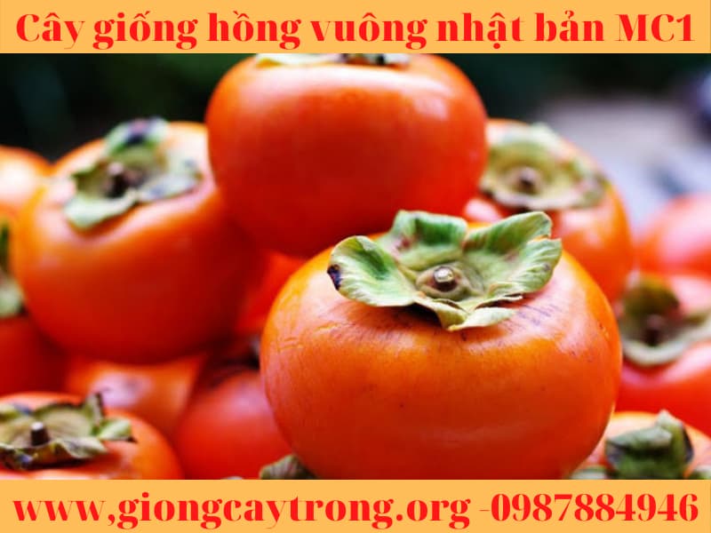 cay giong hong vuong nhat ban (16)