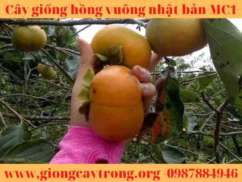 cay giong hong vuong nhat ban (2)