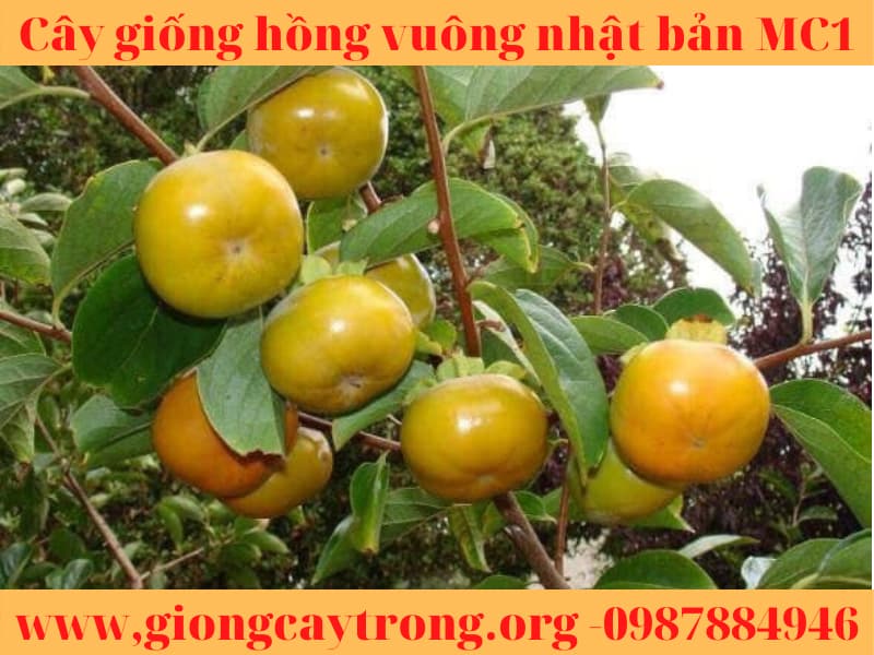 Cây giống hồng vuông Nhật Bản Fuyu Mộc Châu MC1 Liên hệ:0987884946