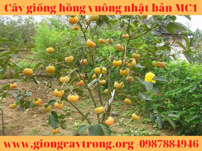 Cây giống hồng vuông Nhật Bản Fuyu Mộc Châu MC1
