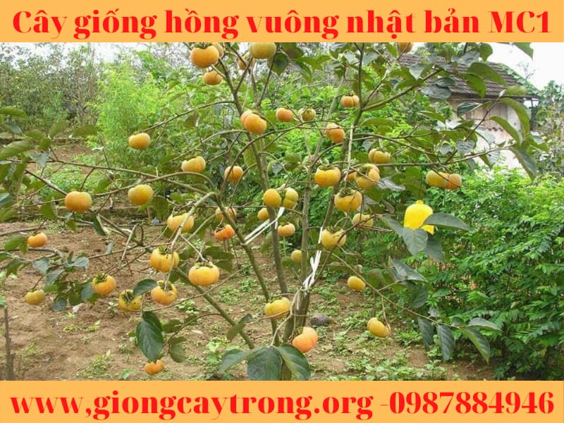 Cây giống hồng vuông Nhật Bản Fuyu Mộc Châu MC1 Liên hệ:0987884946