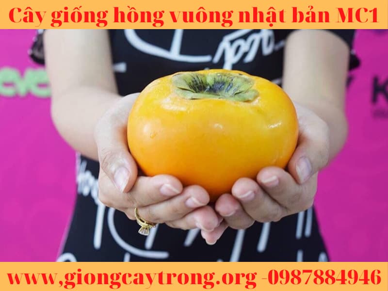 cay giong hong vuong nhat ban (8)