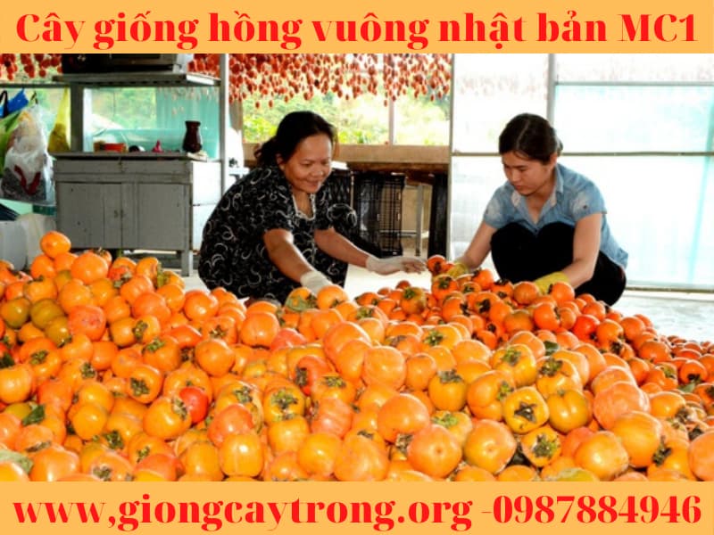 cay giong hong vuong nhat ban (9)