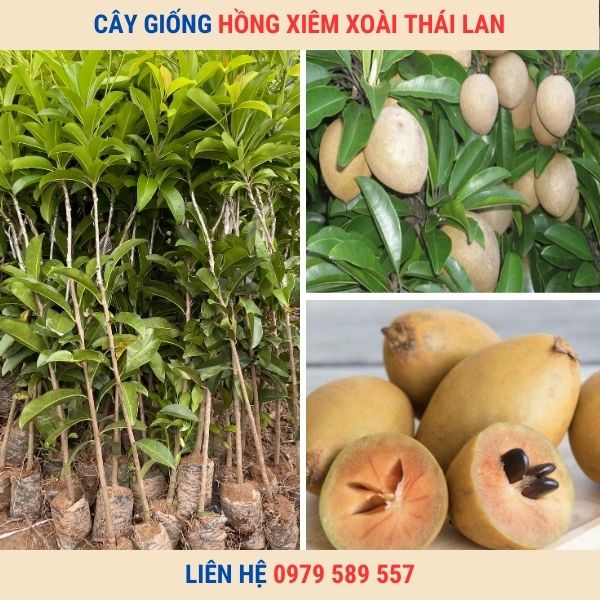 Cây Giống Hồng Xiêm Xoài Thái Lan - Nông Nghiệp Việt