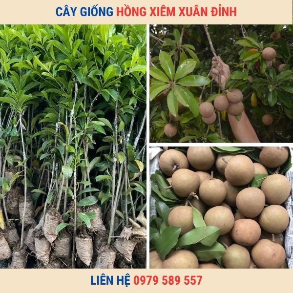 Cây Giống Hồng Xiêm Xuân Đỉnh