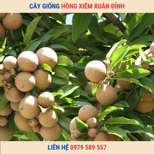 Cây Giống Hồng Xiêm Xuân Đỉnh