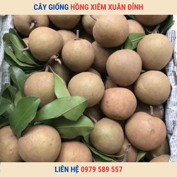 Cây Giống Hồng Xiêm Xuân Đỉnh