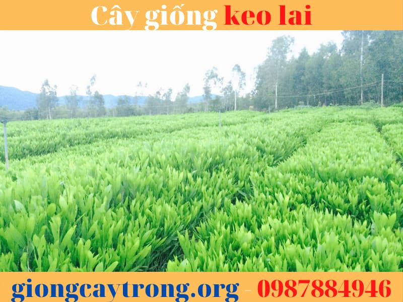 Cây giống keo lai -  Ưu điểm, cách trồng và giá trị kinh tế.