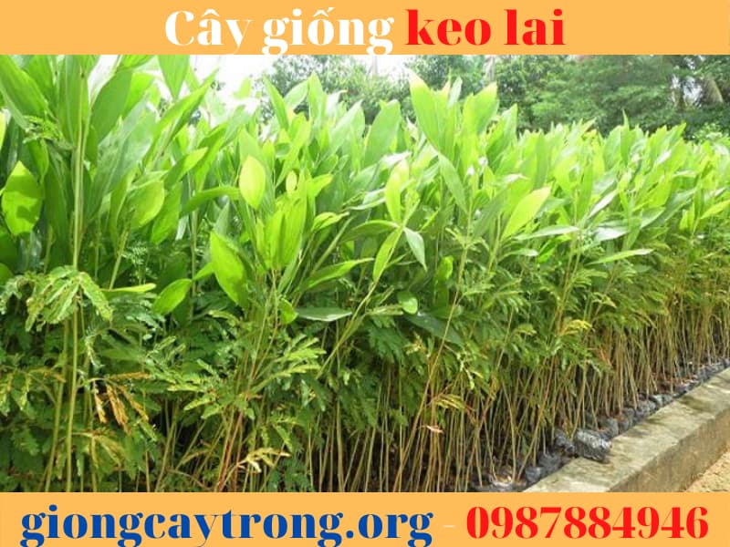 Cây giống keo lai -  Ưu điểm, cách trồng và giá trị kinh tế.