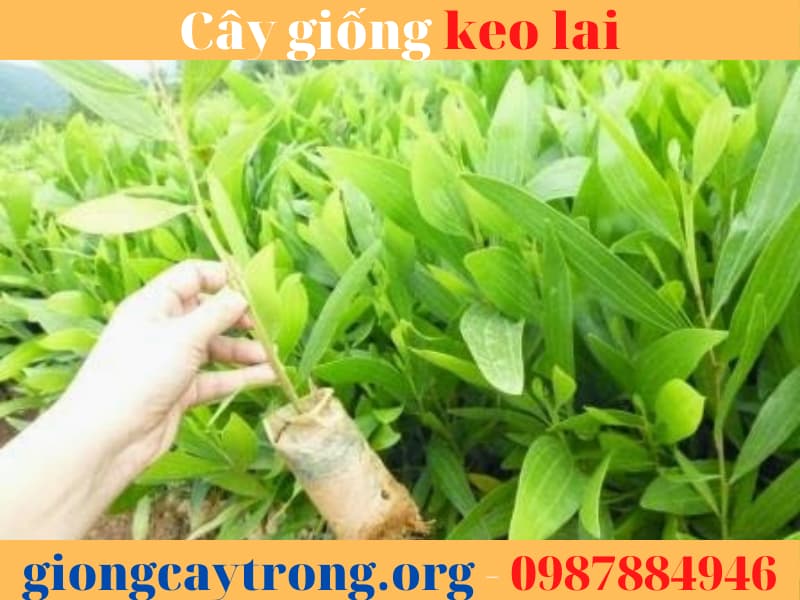 Cây giống keo lai -  Ưu điểm, cách trồng và giá trị kinh tế.