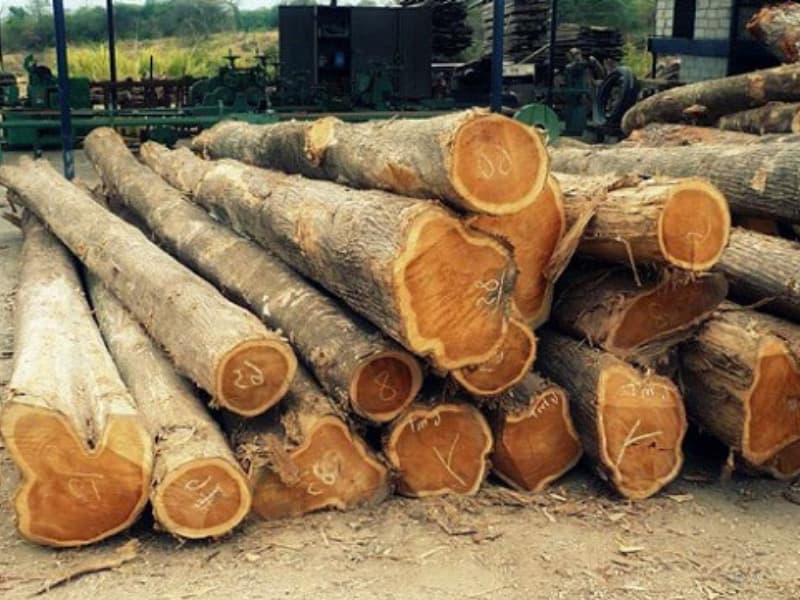 cay giong keo lai (6)