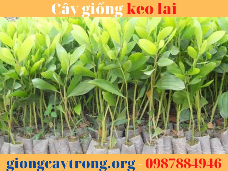 Cây giống keo lai -  Ưu điểm, cách trồng và giá trị kinh tế.